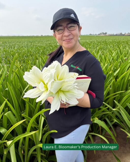 Behind the scenes in Peru! 🌱 We recently spent time at our partner farm, Chan Chan Amaryl, getting a firsthand look at how things are shaping up for the upcoming amaryllis season.
‎ 
Everything is in motion, fields are being kept in great condition, crops are developing as they should, and the team is getting ready for harvest. It’s all about staying close to the process and making sure everything is on track for what’s ahead.
‎ 
Harvest season is right around the corner, and it’s looking promising! 
‎ 
Curious… what’s your favorite amaryllis variety? 🌸👇
‎ 
#Bloomaker #amaryllis #bloomakerblooms #peru #Harvest