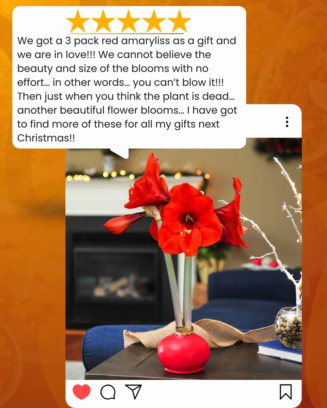 “Just when you think the plant is dead… another beautiful flower blooms.”

Reviews like this remind us why we do what we do 💛
Our Classic Red Waxed Amaryllis continues to surprise, blooming again when you least expect it, with no watering and no effort required.

Thank you to our wonderful customers for sharing your Bloomaker moments with us 🌺

#CustomerLove #BloomakerBlooms #WaxedAmaryllis #FiveStarReview #IndoorFlowers #EffortlessBlooms #RealCustomer #ModernGardening #GiftInspiration