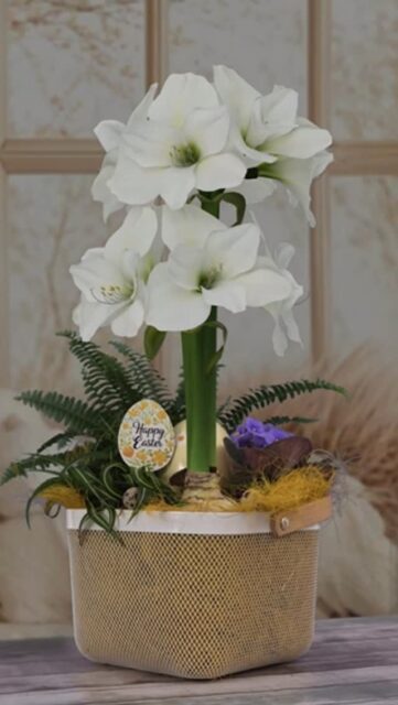 🌸 Create your own spring/Easter showpiece! 🌸 Watch Mark Frank turn a single Bloomaker amaryllis into something truly eye-catching, and then make one yourself ✨
‎‎‎‎‎‎ 
What you’ll need:
• A Bloomaker amaryllis bulb
• Mesh basket (or any container you love)
• Coco fiber
• Soil
• Green moss
• Your favorite seasonal plants 🌿
‎‎‎ 
Simple to create. Big impact. The kind of piece people actually stop and look at 🤩 . Have you made something like this before, or ready to give it a try? Share your creation below and/or tag us! 📸
 ‎ 
We’ll be picking one (or two) favorites to win a free 5-pack of amaryllis bulbs of your choice (from what’s available on www.bloomaker.com/shop) 🌱✨
 ‎ 
#bloomaker #amaryllis #springdecor #easterdecor #diygarden