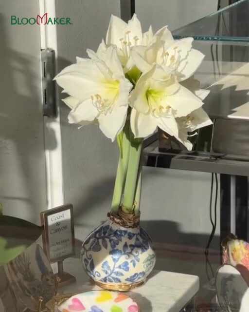 Can you even believe these blooms? 🌺

No water. No soil. Just bold, beautiful flowers unfolding on their own.

We’re always inspired seeing how our community styles their Bloomaker waxed amaryllis in real spaces  and this one is simply stunning.

Thank you @coastandcanyonshop for sharing your creativity with us and bringing our blooms to life so beautifully. 💛

Shop our waxed amaryllis at the link in bio.

#Bloomaker #WaxedAmaryllis #IndoorBlooms #EffortlessBeauty #CustomerLove #BloomakerBlooms #HomeDecorInspo #FlowerLovers