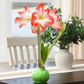 A small change like adding flowers can shift how your home feels every day.

With Bloomaker, it’s effortless.🌸https://bit.ly/46ILcxg

#Bloomaker #HomeUpgrade #EverydayLuxury #SimpleUpgrade #HomeGoals #BloomAtHome