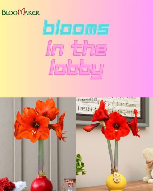 ✨ Effortless Beauty, Elevated ✨

Meet Bloomaker’s Waxed Amaryllis, a stunning, soil-free centerpiece that grows and blooms all on its own. No water. No maintenance. Just pure, natural elegance.

Each bulb is hand-selected for its impressive size, delivering bigger, more vibrant blooms. Packed with everything it needs inside, simply place it in a bright spot and enjoy the show.

🌸 Available year-round for gifting, décor, and special moments

Low maintenance. High impact. Always beautiful.

#Bloomaker #Amaryllis #HomeDecor #EffortlessBeauty