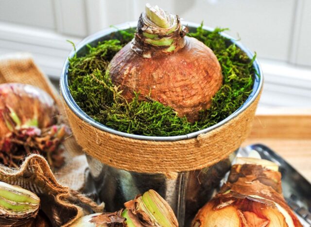 How to plant an amaryllis bulb 🌸

• Choose an easy-to-move pot with good drainage, 6–8” bulb pans work best
• Add soil and place the bulb in the center
• Leave the top third of the bulb uncovered
• Lightly water once a week until growth appears
• Keep soil moist, not soggy

With the right setup, you’ll enjoy a beautiful bloom right at home.

#Bloomaker #Amaryllis #PlantCare #FlowerTips #IndoorPlants #SpringFlowers