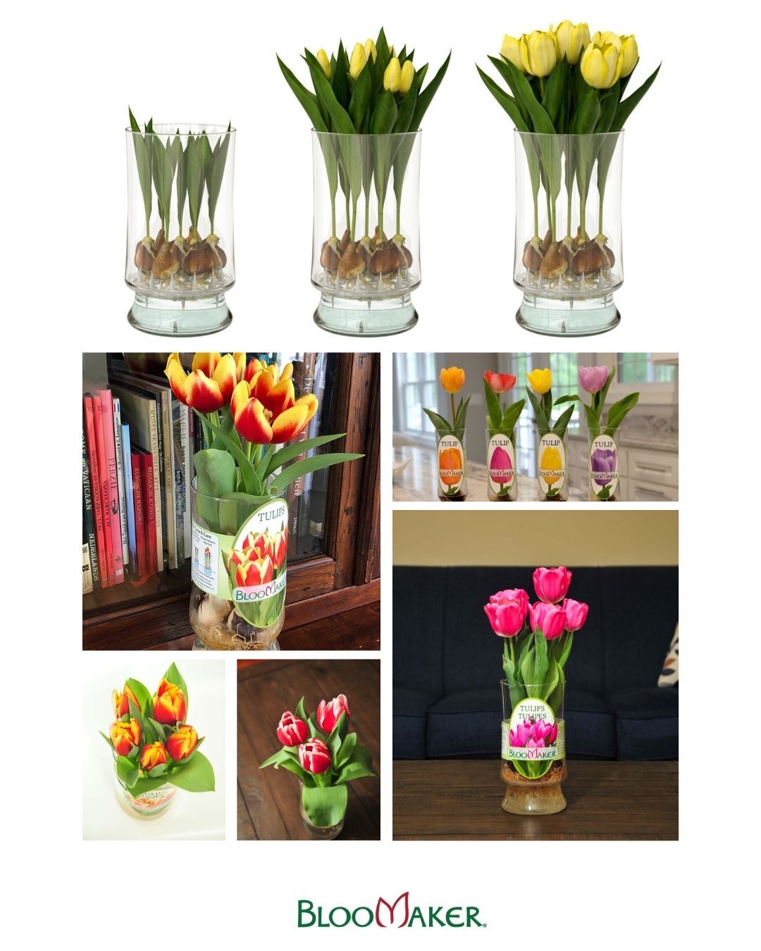 How long do Bloomaker hydroponic tulips last? 🌷

Depending on the variety, the blooming period typically lasts about a week. For the longest enjoyment, we recommend choosing tulips while they’re still green, so you can watch them grow and open over time.

To help them last as long as possible:
• Keep them in a cool space (around 60–70°F)
• Avoid placing them near heat sources
• Keep the roots in water, but don’t submerge the bulb

A little care goes a long way in extending their bloom and enjoying every stage along the way.

#Bloomaker #Tulips #HydroponicGrowing #FlowerCare #SpringFlowers #PlantTips #BloomingMoments #IndoorFlowers