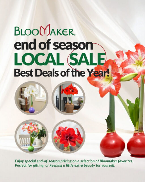 As the season comes to an end, we’re opening our doors for a limited-time sale. 🌸
This is your chance to explore a wide selection of Bloomaker bulbs before we close out the season.
📍 566 Kindig Rd, Waynesboro, VA 22980-7300, United States
📅April 18 ⏰10:00 AM – 4:00 PM
📅April 21–24 ⏰8:00 AM – 4:00 PM
📅April 25 ⏰10:00 AM – 4:00 PM
Quantities will be limited, plan your visit early!
#Bloomaker #EndOfSeason #SpringSale #FlowerSale #LocalEvent #PlantSale #LimitedTime #BloomingSeason