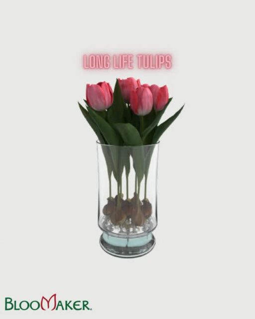 What if you could enjoy the beauty of growing flowers without the mess? 🌱

Bloomaker uses hydroponic growing methods, which means no soil, no dirt, and no complicated care routines.

It’s gardening, simplified and made for modern living.

#Bloomaker #GardeningDay #Hydroponics #IndoorGardening #ModernGardening #PlantInnovation #GrowAtHome #GardenInspo