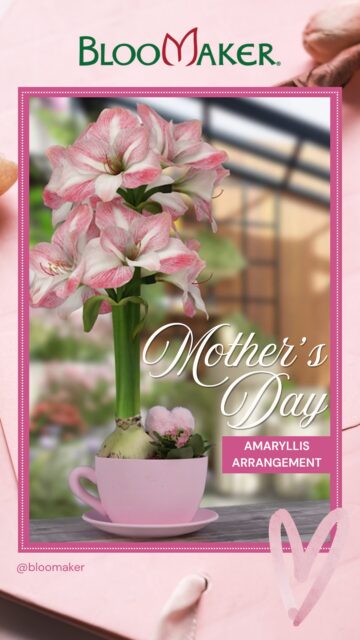Watch how we turn a Bloomaker amaryllis bulb into a beautiful, ready-to-enjoy arrangement. No green thumb needed! Just place it, style it, and let it bloom!

A gift that keeps growing, just like everything she does 💛

#mothersdaygift #amaryllis #bloomaker #easygifting #flowerarrangement