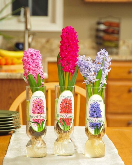 🌸 Give Your Hyacinths a Second Life!

Did you know your Bloomaker hyacinth bulbs can get a second life? While reblooming isn’t guaranteed, with the right care, you can give your bulbs the best chance to flourish again.

🌿 Step-by-step basics:
• Let the leaves fully yellow and wither, this helps the bulb store energy
• Gently remove foliage only when it comes away easily
• Plant bulbs 2–3 inches deep in well-drained soil
• Place in partial sun and keep soil moist (not soggy!)

🌱 Pro tip: Not sure which way is “up”? Plant the flattest side down, the bulb will find its way!

#Bloomaker #HyacinthCare #PlantTips #FlowerLovers #GardenInspiration