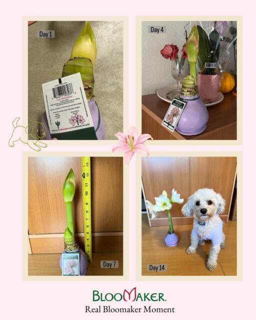 From “brown thumb” to blooming success 🌸✨

Watching the magic unfold… Day 1 ➡️ Day 14 and WOW. No watering, no stress, just rotate and enjoy 💫

Thanks for sharing, @julie925 🐶 Bonus: even the pup approves

Got your own Bloomaker moment? Tag @bloomaker to be featured!

#Bloomaker #AmaryllisMagic #NoGreenThumbNeeded #BloomAtHome #EasyPlants #BloomTransformation