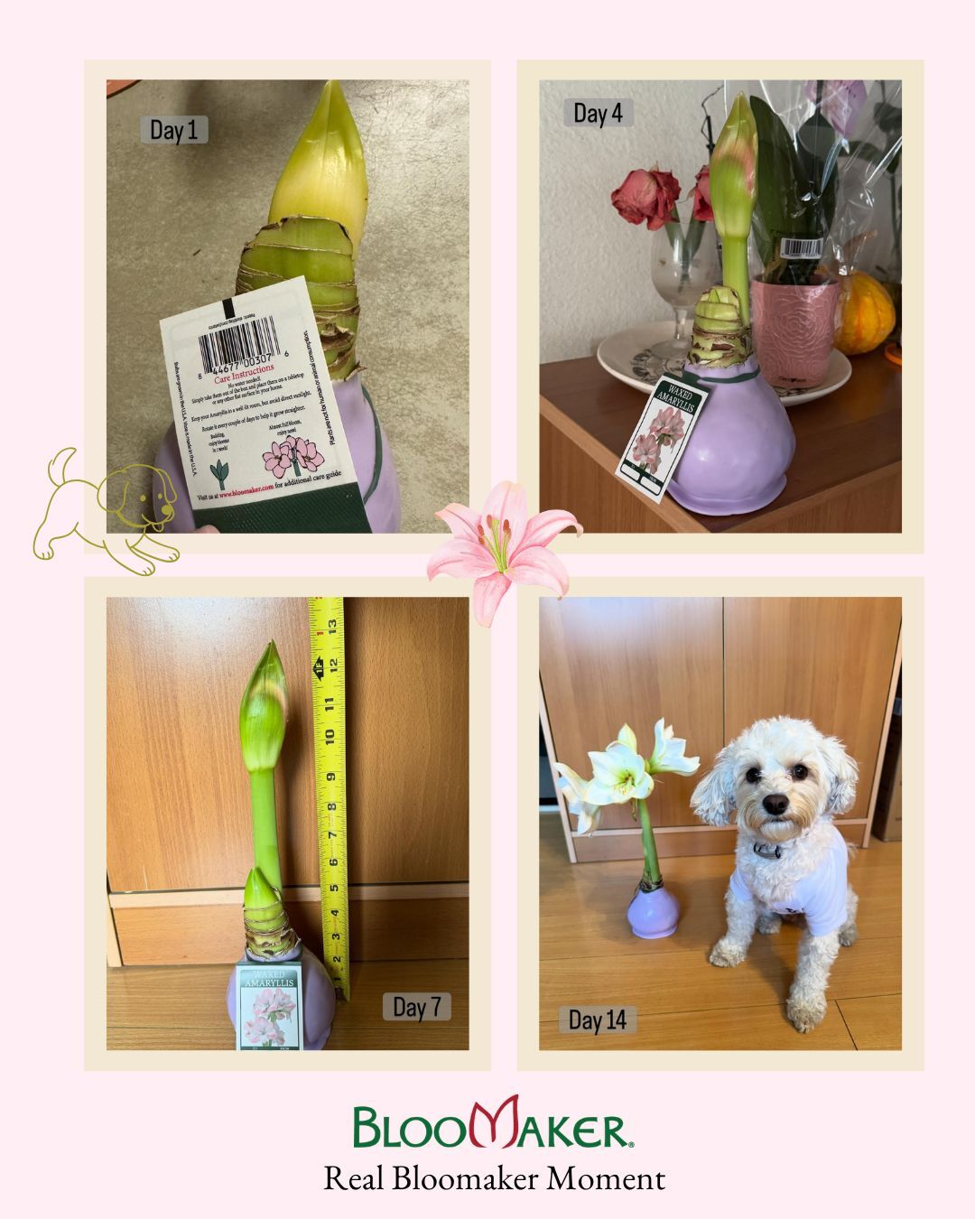 From “brown thumb” to blooming success 🌸✨

Watching the magic unfold… Day 1 ➡️ Day 14 and WOW. No watering, no stress, just rotate and enjoy 💫

Thanks for sharing, @julie925 🐶 Bonus: even the pup approves

Got your own Bloomaker moment? Tag @bloomaker to be featured!

#Bloomaker #AmaryllisMagic #NoGreenThumbNeeded #BloomAtHome #EasyPlants #BloomTransformation