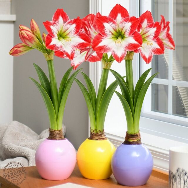 Bloom. Enjoy. Reuse. Again & Again. 🌸
Meet The Bloomaker™ Ball — a reusable and beautiful way to grow stunning amaryllis blooms year after year.
✨ No soil needed ✨ Just add water and enjoy ✨ Reusable every season ✨ Perfect for gifting or brightening your home
Bring vibrant blooms into your home the easy way.
Discover the Bloomaker™ Ball: link in bio!
#Bloomaker #Amaryllis #BloomakerBall #IndoorFlowers #FlowerLovers #HomeDecor #GiftIdeas #ReusableDecor