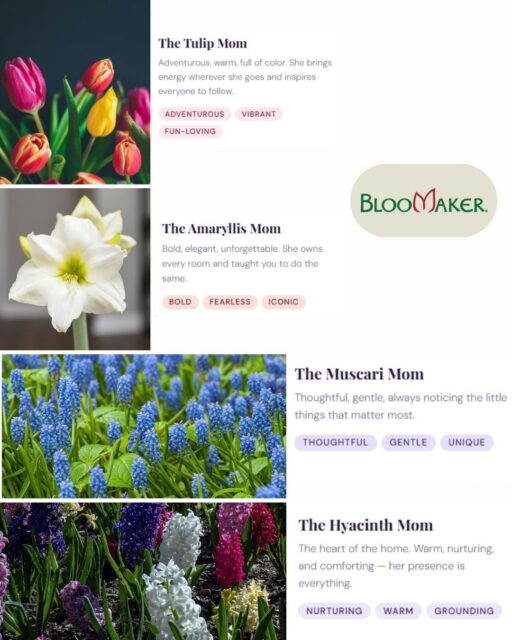 Is your mom a Tulip, a Hyacinth, an Amaryllis, or a Muscari? 🌷🪻🌺💜

Every mom has a flower that matches her perfectly. Read the descriptions and tell us in the comments which one fits yours, then tag her so she sees it! 💛

Mother's Day is May 10th. Just saying. 😉

#MothersDay #FlowerPersonality #ForMom #Bloomaker #MothersDayGifts #FlowerLovers #GiftIdeas #SpringFlowers #MomLife