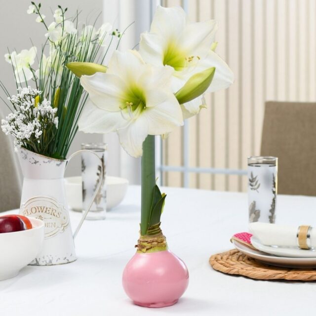 🎨 Happy National Creativity Day 🎨
Creativity blooms in every space 🌸✨
From styling your home to creating thoughtful gifts and colorful corners, Bloomaker® makes it easy to bring beauty and creativity indoors.
No soil. No mess. Just beautiful blooms that inspire joy.
How would you style your Bloomaker® flowers 🌷
#NationalCreativityDay #Bloomaker #CreativeHome #FlowerDecor #IndoorBlooms #PlantLovers