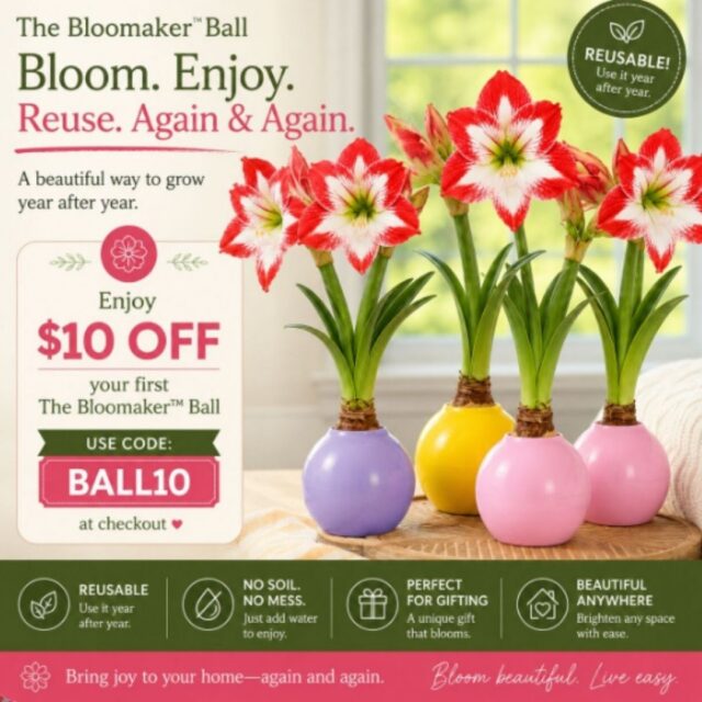 🎉 LIMITED LAUNCH OFFER 🎉
Get $10 OFF your first order with code: BALL10 🌸

Meet the NEW Bloomaker™ Ball:  the easiest and most beautiful way to grow stunning amaryllis blooms at home ✨

No soil. No mess. Just gorgeous flowers that bloom right before your eyes.

Don’t miss out,  get yours today 🌸 Link in bio!

#Bloomaker #BloomakerBall #Amaryllis #IndoorBlooms #FlowerGift #HomeDecor #PlantLovers #LimitedOffer