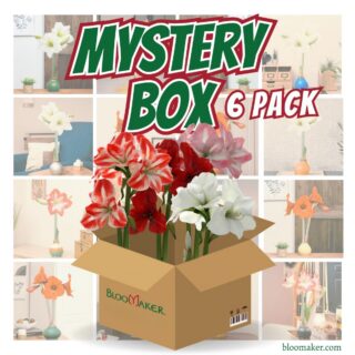 Waxed Amaryllis Mystery Box – 6 Pack
