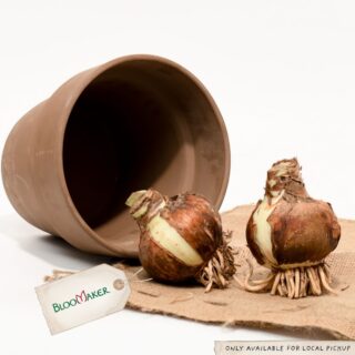 Clay Pot with Two Amaryllis Bulbs