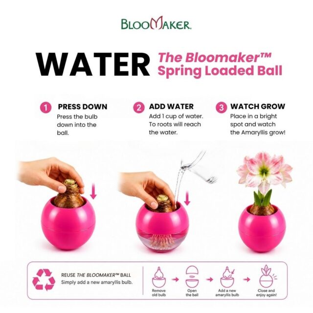 How to care for your Bloomaker™ Ball 🌸

Keeping your amaryllis beautiful is easy:

💧 Press down the bulb
💦 Add about ½–1 cup of water
🌱 Make sure the roots touch the water, not the bulb
☀️ Place in a bright indoor spot
🏡 Keep at room temperature
🔄 Refill water when the level gets low

Then sit back and enjoy as your amaryllis grows and blooms beautifully 🌷

Discover the Bloomaker™ Ball, link in bio!

#Bloomaker #PlantCare #AmaryllisCare #BloomakerBall #IndoorPlants #FlowerDecor