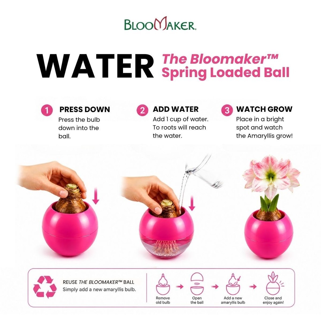 How to care for your Bloomaker™ Ball 🌸

Keeping your amaryllis beautiful is easy:

💧 Press down the bulb
💦 Add about ½–1 cup of water
🌱 Make sure the roots touch the water, not the bulb
☀️ Place in a bright indoor spot
🏡 Keep at room temperature
🔄 Refill water when the level gets low

Then sit back and enjoy as your amaryllis grows and blooms beautifully 🌷

Discover the Bloomaker™ Ball, link in bio!

#Bloomaker #PlantCare #AmaryllisCare #BloomakerBall #IndoorPlants #FlowerDecor