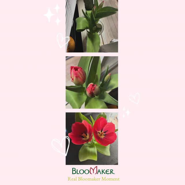 These tulips are stealing the spotlight 🌷❤️
A huge thank you to @milfmoney__xo for sharing this gorgeous photo and tagging us, we love seeing our blooms brighten your day ✨
Your photos make what we do even more special, and we’re so grateful to be part of your floral moments 💐
Want to be featured on our page? Tag @bloomaker in your photos/videos to be featured next! 📸🌸
#Bloomaker #CustomerLove #Tulips #FreshFlowers #UGC