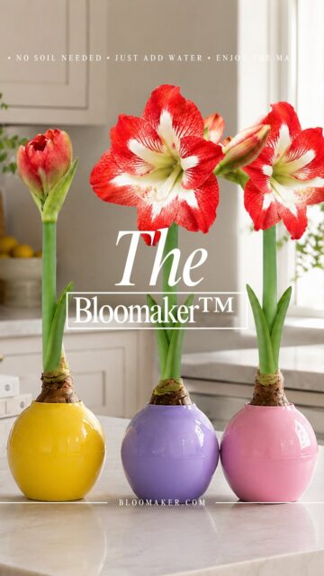 Just because our waxed amaryllis season is over… doesn’t mean the amaryllis season has to end in your home 🌸
Meet The Bloomaker™ - Our new patent pending decorative growing concept designed to bring beautiful amaryllis blooms into your home in a whole new way.
It’s a set of 3 and includes pre-packed amaryllis bulbs! 🌸 Available in multiple color combinations:
🩷 The Bloomaker™ Pink + Pink Blooms
💜 The Bloomaker™ Purple + White Blooms
💛 The Bloomaker™ Yellow + Red Blooms
💜💛🩷 The Bloomaker™ Mixed Pack + Red/White Blooms
Just add water and enjoy the magic as giant blooms emerge right before your eyes. ✨
And the best part? The Bloomaker™ Ball is reusable! Simply refresh it with a new amaryllis bulb and enjoy it again and again.
Perfect for summer décor, gifting, brightening up your kitchen, sunroom, or patio… and honestly just something fun to watch grow!
Shop The Bloomaker™ today and use code BALL10 for $10 OFF your first set: https://tinyurl.com/thebloomaker
#Bloomaker #floraldecor #Amaryllis #summerblooms #flowermagıc