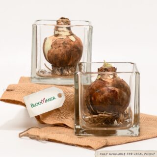 Two Glass Vases with Two Amaryllis Bulbs