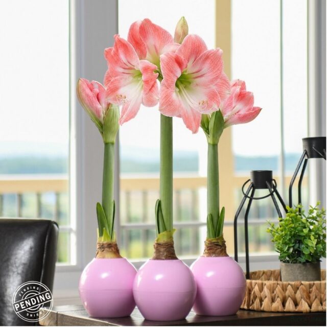 🌸 Introducing The Bloomaker™ Amaryllis Ball!

Big blooms, zero fuss. Just add water and watch giant amaryllis flowers rise from our colorful, reusable ball!

No soil, no mess, just pure growing magic. ✨

Now available in Pink, Purple, and Yellow, or grab the Mixed set for a pop of all three! 

Shop now, link in bio!

#Bloomaker #AmaryllisInBloom #JustAddWater #IndoorGardening
