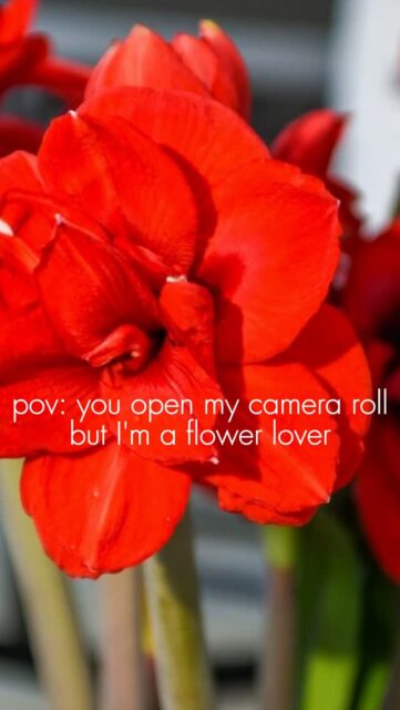 POV: I'm a flower lover and my camera roll proves it 🌺

I don't take pictures of flowers.
Flowers take over my camera roll. ✨

#FlowerLover #FlowerPhotography #BloomingBeauty #NatureLover #CameraRollCheck #Bloomaker