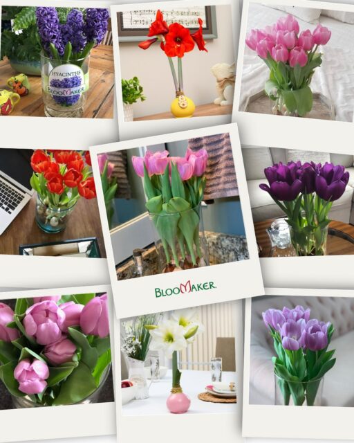Flowers do more than decorate a room.
They welcome guests.
Brighten mornings.
Spark conversations.
Mark celebrations.
Sometimes the simplest things make the biggest impact.
That's why we believe every home deserves a bloom or two. 🌸
#Bloomaker #IndoorFlowers #HomeDecor #FlowerInspiration #FloralLiving