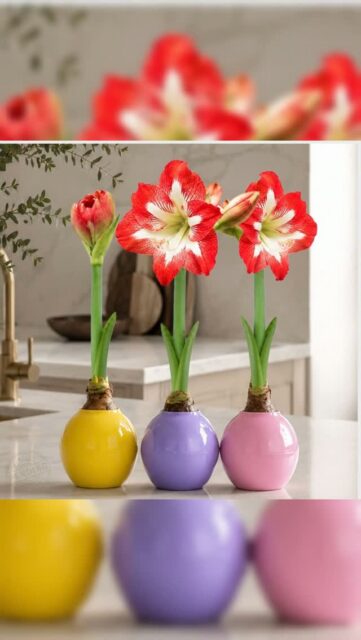Meet The Bloomaker™ Ball: a colorful new way to grow amaryllis indoors. 🌸

Pre-packed with amaryllis bulbs, this patent-pending decorative growing concept makes blooming beautifully simple.

💧 Just add water
🌱 Watch roots grow
🌸 Enjoy giant blooms
♻️ Reuse season after season

Available as a set of 3.

#BloomakerBall #Bloomaker #Amaryllis #IndoorBlooms #FlowerGifts #HomeDecor