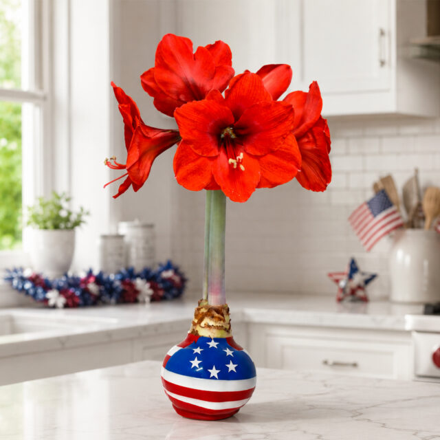 VERY LIMITED RELEASE 🎉. Our first-ever Bloomaker® American Flag Waxed Amaryllis is now available on Costco.com as a special one-bulb collector's edition. Click the link in our bio to find them!
‎ 
We only made a small batch, and once they're sold out, they will not be restocked this season. ❤️🤍💙
‎ 
Don't miss your chance to own this exclusive release before it sells out!
‎ 
#WaxedAmaryllis #Bloomaker #costco #costcofinds #Patriotic
