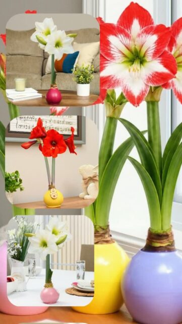 Two ways to grow stunning amaryllis. Zero soil for both. Very different experiences.

🌸 Waxed Amaryllis:  no water, no soil, nothing at all. The wax coating contains everything the bulb needs. Set it down and watch it bloom. That's it.

💧 The Bloomaker™ Ball: add water to the vessel, place the bulb, and watch a full hydroponic system do its thing. Reusable season after season.

Which one sounds like you? Tell us below 👇