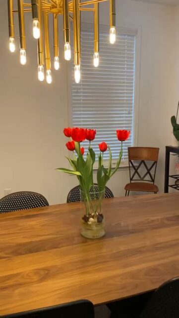 Some videos are simply timeless. 🌷✨
This beautiful Bloomaker Hydroponic Tulips display was originally shared by @hellonoosh, and we’re still just as obsessed with it today. ❤️
Thank you, @hellonoosh, for letting our blooms brighten your home—and for capturing them so beautifully. 🌷
Have Bloomaker flowers in your home? Tag @Bloomaker and use #Bloomaker for a chance to be featured on our page!
#Bloomaker #HydroponicTulips #Tulips #FlowerLovers #FreshFlowers #HomeDecor #CustomerLove #UGC