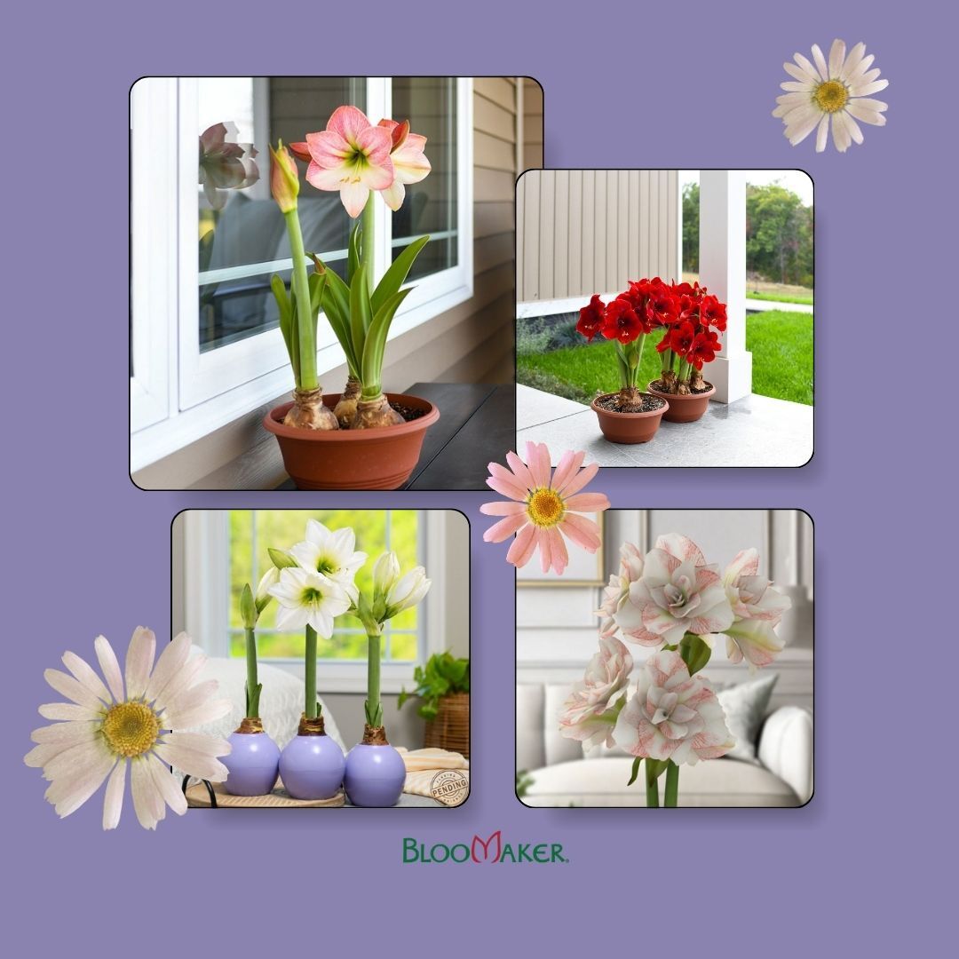 Your home. Your blooms. We want to see them. 🌸

Drop your Bloomaker photos in the comments or tag us: we're resharing our favourites all July.

#BloomakerHome #SummerFlowers #IndoorFlowers #UGC
