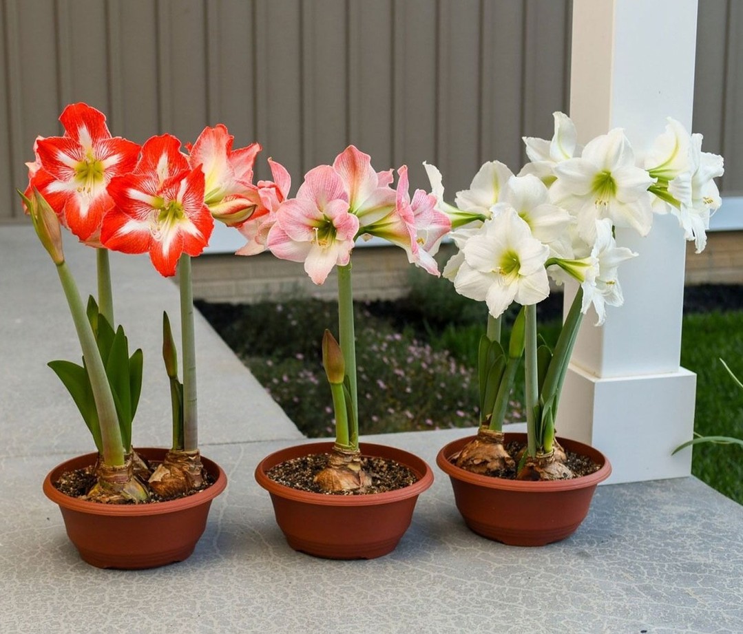 Summer + amaryllis = garden heaven ☀️🌺
Your quick care guide:
🌿 Morning sun, afternoon shade
💧 Water deep, let it dry between
🌱 Fertilize every 2–3 weeks
🐛 Watch for aphids & spider mites
Full guide linked in bio 📌
#Amaryllis #SummerGardening #PlantCare #GardenTips #Bloomaker #FlowerLovers #IndoorPlants #GardenLife