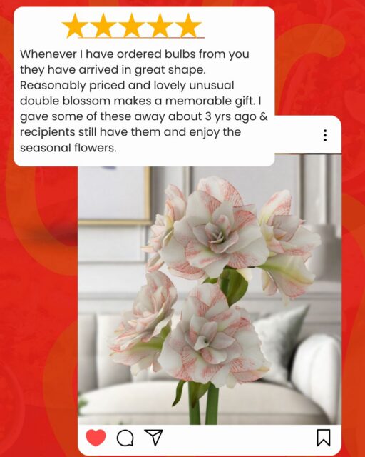 “Gave some of these away about 3 years ago & recipients still have them and enjoy the seasonal flowers." ⭐️⭐️⭐️⭐️⭐️
That's the kind of gift that keeps giving literally. Reasonably priced, unusual double blooms, and apparently unforgettable.
Thank you for sharing, you made our day. 🌸
#Bloomaker #CustomerLove #AmaryllisGifts #DoubleBlossom #FlowerGifts