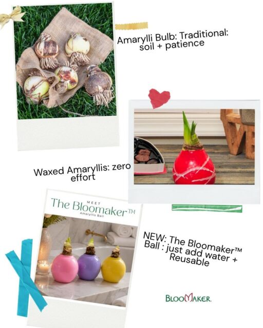 3 Ways to Grow Amaryllis: Traditional, Waxed, or Bloomaker™ Ball
🌱 Traditional bulbs: soil, light, water, patience.
🕯️ Waxed bulbs: zero soil, zero watering, just place and bloom.
🌸 Bloomaker™ Ball: our NEW patent-pending way to grow. Just add water, watch giant blooms emerge.
Seasoned gardener? Low-maintenance lover? Want it all? We've got your match.