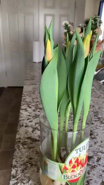 A little water is all it takes. 🌷💧
Thank you @greens._harvest for sharing your beautiful Hydroponic Tulips with us! We love seeing Bloomaker blooms brighten homes and bring a little joy to every day.

Ready to grow your own? Discover how easy it is to enjoy stunning tulips, no soil, just water and beautiful blooms.

#Bloomaker #HydroponicTulips #Tulips #IndoorGardening #FlowerBulbs #BloomAtHome #PlantJoy #HomeDecor #EasyGardening #UGC