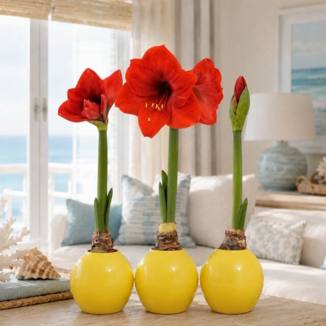🌸 Meet your new favorite plant obsession
The Bloomaker™ Amaryllis Ball in Yellow
✨ No soil, no mess, just add water
🌼 Giant, sunny blooms unfold before your eyes
🎁 Part décor, part magic trick, all-around perfect gift
♻️ Reusable year after year
💛 Only $59.99(set of 3)!
Grab yours today 🌟 Link in bio