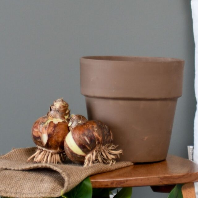 🌱 Amaryllis Care 101: Getting Your Bulbs to Bloom

Just planted your amaryllis bulbs? Here's how to help them thrive:

🪴 Pot it right: Use well-draining soil, leaving room so bulbs aren't buried too deep
🌷 Position: Set bulbs pointed-end up, keeping the top third exposed above the soil
💧 Water wisely: One good soak to start, then only water again once soil dries out
☀️ Light: Find a bright spot with indirect light: direct sun can be too harsh
⏳ Timeline: Expect growth in 1–3 weeks, with flower stems arriving before the big blooms
🔄 Pro tip: Rotate the pot occasionally so growth stays even on all sides

Patience pays off: every bulb blooms at its own pace! 🌸

#PlantCare #Amaryllis #GardeningTips #Bloomaker
