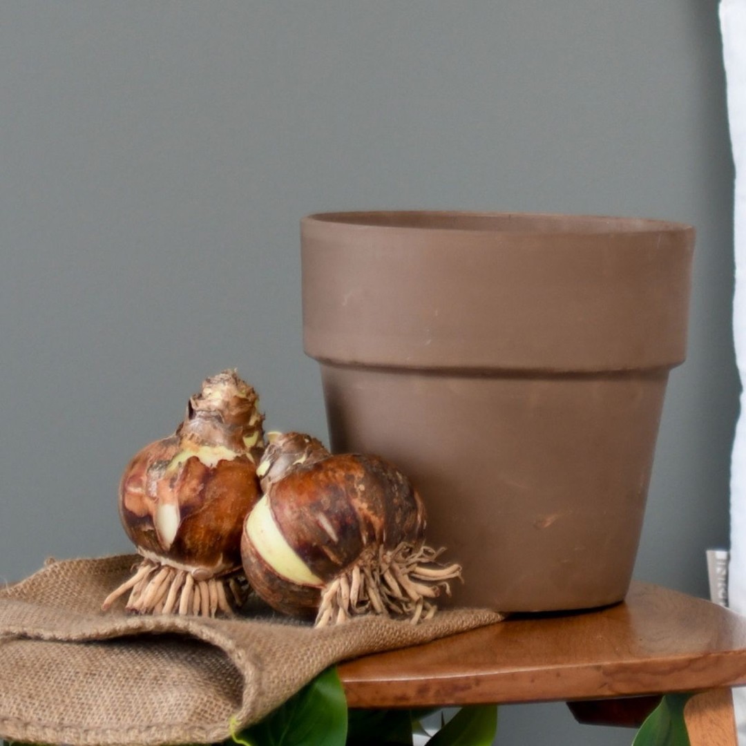 🌱 Amaryllis Care 101: Getting Your Bulbs to Bloom

Just planted your amaryllis bulbs? Here's how to help them thrive:

🪴 Pot it right: Use well-draining soil, leaving room so bulbs aren't buried too deep
🌷 Position: Set bulbs pointed-end up, keeping the top third exposed above the soil
💧 Water wisely: One good soak to start, then only water again once soil dries out
☀️ Light: Find a bright spot with indirect light: direct sun can be too harsh
⏳ Timeline: Expect growth in 1–3 weeks, with flower stems arriving before the big blooms
🔄 Pro tip: Rotate the pot occasionally so growth stays even on all sides

Patience pays off: every bulb blooms at its own pace! 🌸

#PlantCare #Amaryllis #GardeningTips #Bloomaker