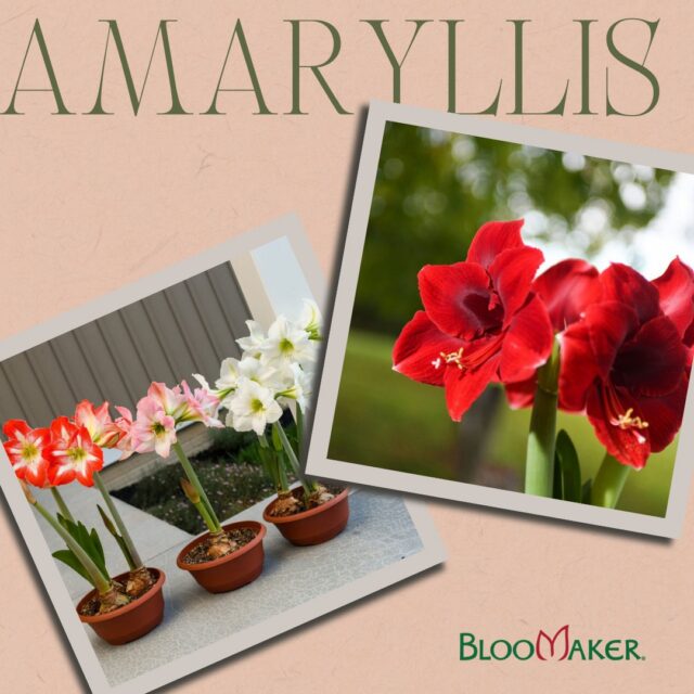 Summer Amaryllis Care 102 🌸
Don't let the heat catch your amaryllis off guard! Here's how to keep it thriving all summer long:
☀️ Go outside (carefully): Morning sun + afternoon shade is the sweet spot. Indoors? Bright, indirect light works too.
💧 Water smart: Let soil dry slightly between waterings and make sure your pot drains well. Overwatering = root rot risk.
🌱 Feed every 2-3 weeks: A balanced, water-soluble fertilizer keeps growth strong and sets up future blooms.
🔍 Watch for pests: Aphids, spider mites, and mealybugs love summer too. Catch them early with regular check-ins.
😴 Plan for rest: As summer winds down, ease off water and fertilizer, then let the bulb enter its dormancy phase once foliage yellows.
A little TLC now means gorgeous blooms later! 🌺
#Amaryllis #PlantCare #SummerGardening #HouseplantTips