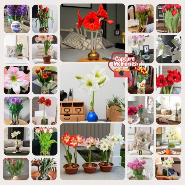 There's nothing better than seeing Bloomaker flowers become part of your home. 💐
Every photo you share reminds us why we love what we do.
Whether it's brightening a windowsill, welcoming guests, or making an ordinary day feel special, we love seeing Bloomaker in your everyday moments.
Thank you for growing with us. ❤️
#Bloomaker #CustomerLove #FlowerBulbs #IndoorFlowers #HomeDecor #FlowerCommunity #PlantLovers #HomeInspiration #BloomAtHome #ThankYou