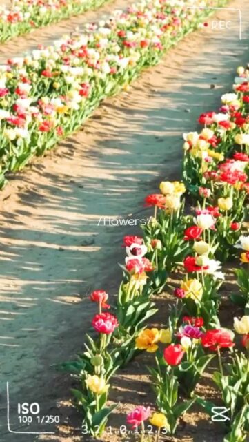 The seasons may be changing, but the joy of growing is just getting started.

As summer begins to wind down, it's the perfect time to start thinking about the flowers that will brighten your home in the months ahead.

Stay tuned, we have some exciting blooms on the way. 🌷