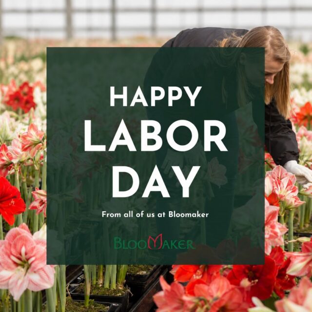 Here’s to a Labor Day weekend filled with rest, time together and a little natural beauty. 🌿
Sometimes the simplest moments, slower mornings, sunlight through the window and a favorite flower nearby, are the ones we appreciate most.
How are you spending the long weekend?
🎉 Take 15% off our Waxed Amaryllis this Labor Day weekend! Zero care needed: no water, no soil, no pot. Just set it down and let it go.
👉Use code LABORDAY15 at checkout. Offer ends 9/8/26. link in bio!
#LaborDayWeekend #Bloomaker #FlowerLovers #SimpleMoments #HomeInspiration