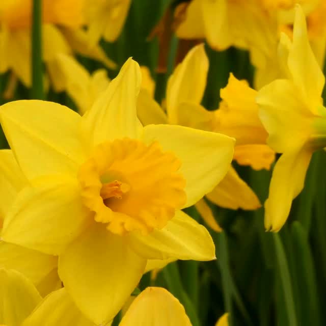 Four beautiful flowers. One innovative way to grow. 💧🌱
Bloomaker’s hydroponic collection brings the beauty of spring indoors, without soil:
🌼 Cheerful Hydroponic Daffodils
🌷 Colorful Hydroponic Tulips
💜 Fragrant Hydroponic Hyacinths
💙 Delicate Hydroponic Muscari
Because the flowers remain attached to their bulbs, you can enjoy watching them continue to grow and bloom in their specially designed vases.
Which hydroponic flower is your favorite?
#Bloomaker #HydroponicFlowers #HydroponicTulips #Daffodils #Hyacinths #Muscari