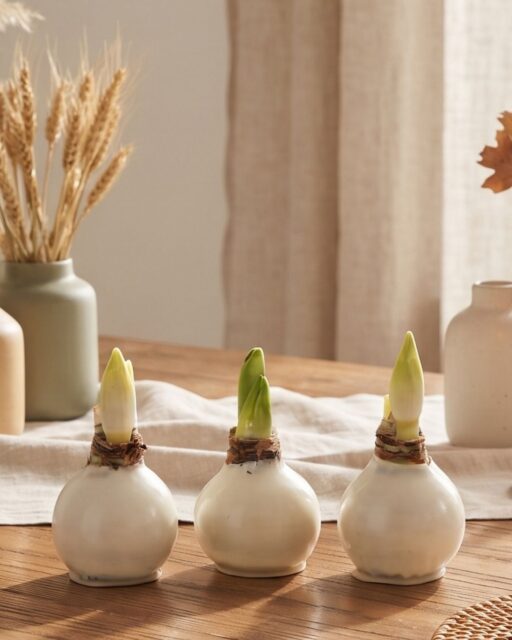 The beauty is in every stage. 🌱
It begins with a bulb. Then the first green shoot appears, the stem reaches higher and, finally, the flower opens.
Bloomaker’s Waxed Amaryllis brings the joy of watching something beautiful grow, one day at a time.
Comment ''WAXED AMARYLLIS'' below and we'll send the product link to you!
#Bloomaker #WaxedAmaryllis #WatchItGrow #Amaryllis #FlowerLovers