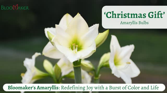 Meet Christmas Gift: a beautiful Amaryllis variety that makes the growing experience part of the gift. 🤍
Plant the bulb in well-draining soil, leaving the top third exposed. Place it in a bright spot with indirect sunlight, water sparingly until growth begins and enjoy watching it transform.
Perfect for growing at home or sharing with someone special.
Comment “Christmas Gift” to receive the link in your DM’s!
#ChristmasGiftAmaryllis #Bloomaker #AmaryllisBulbs #GrowYourOwn #FlowerLovers