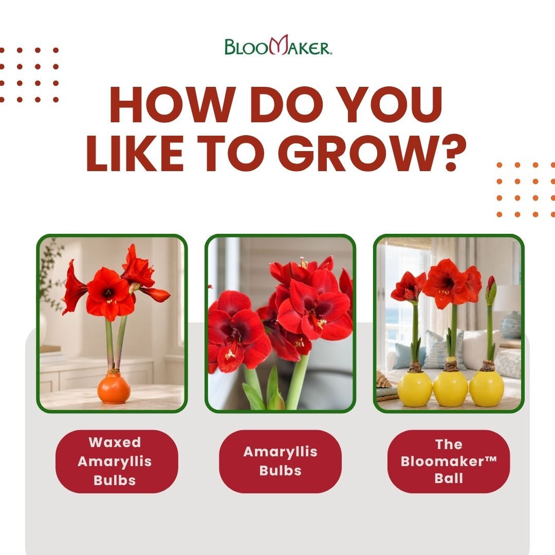 How do you like to grow? 🌱
💧 The Bloomaker™ Ball offers a colorful, soil-free experience: just add water.
✨ Waxed Amaryllis needs no soil or water. Simply give it a bright indoor spot and enjoy the show.
🪴 Traditional Amaryllis Bulbs let you experience every step, from planting and watering to the final bloom.
Three different ways to grow. One beautiful result.
Which growing experience would you choose?
#Bloomaker #Amaryllis #WaxedAmaryllis #BloomakerBall #GrowYourOwn