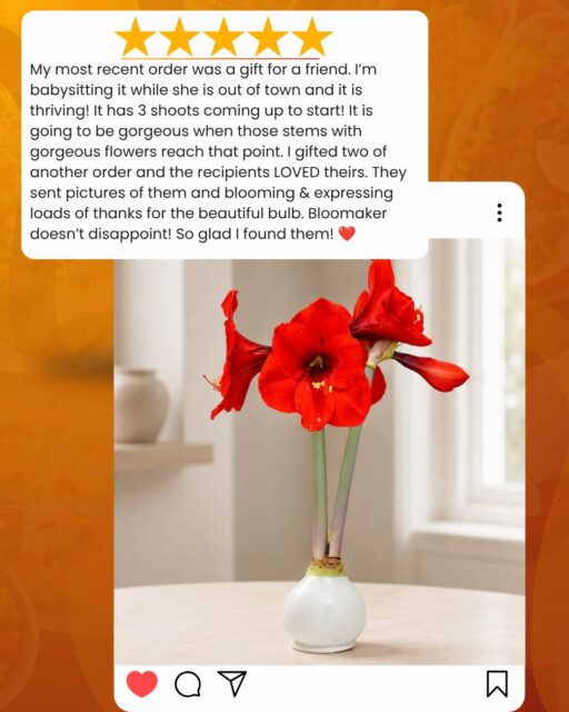Nothing makes us happier than seeing a Bloomaker gift bring joy again and again. ❤️

One verified buyer shared that their White Waxed Amaryllis, purchased as a gift for a friend, was already thriving with three new shoots. 

“Bloomaker doesn’t disappoint! So glad I found them!” ⭐⭐⭐⭐⭐

No water. No soil. Just a bright indoor spot and beautiful blooms to anticipate.

#Bloomaker #CustomerReview #WaxedAmaryllis #AmaryllisGift #GiftsThatGrow