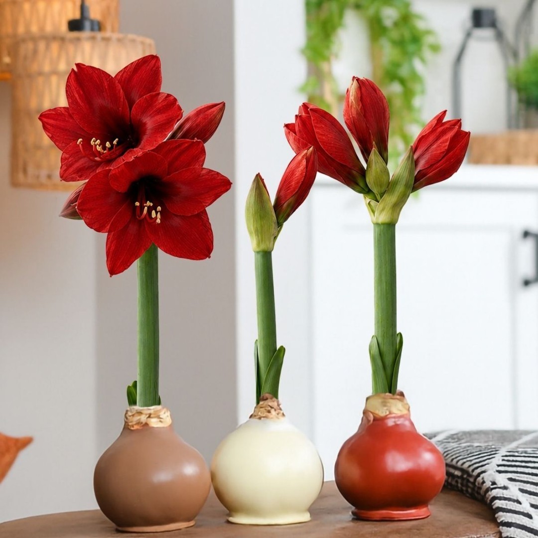 Fall is in the details. 🍂🌷
A cozy corner, a warm cup of coffee, and a bloom that brings the whole space together.
Our Waxed Amaryllis makes fall decorating beautifully simple: no soil, no watering, no green thumb required. Just place it, enjoy it, and watch the magic unfold.
How would you style yours this fall? 🍁
#Bloomaker #WaxedAmaryllis #FallDecor #FallHome #Amaryllis #CozyHome